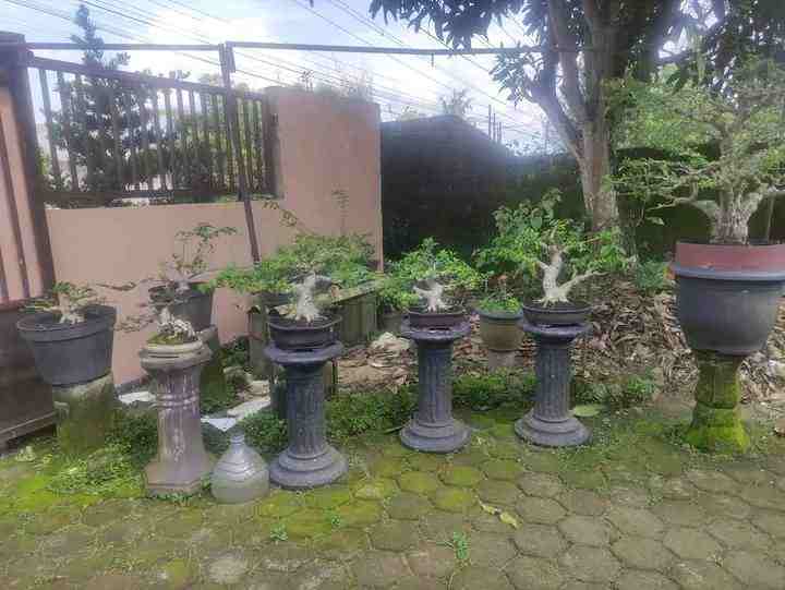 Bonsai Beringin